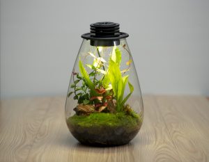 Closed Terrarium
