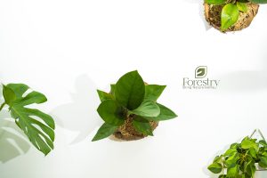 Moss Wall 9