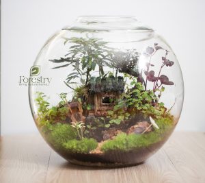 Open Terrarium