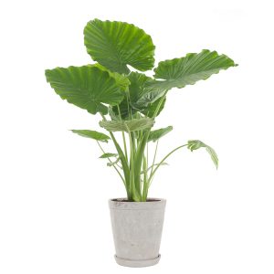 Alocasia Gageana (Dwarf Elephant Ear)