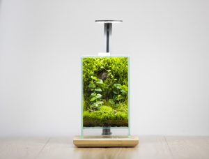 Closed Terrarium