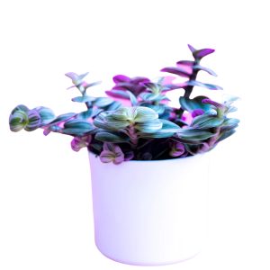 Tradescantia Nanouk -Tricolor
