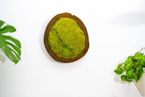 Wooden Framed Preserved Moss