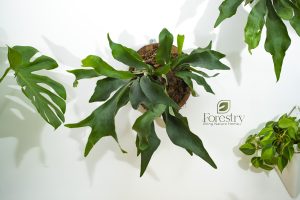 Moss Wall 6