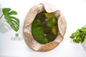 Moss Wall 2