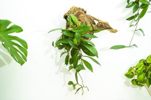 Moss Wall 8