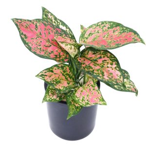 Aglaonema- Red Valentine