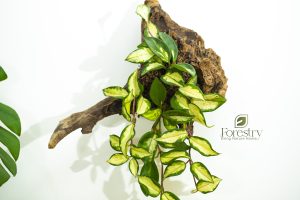 Moss Wall 7