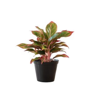 Aglaonema -King of Siam