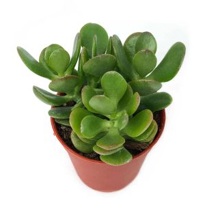 Crassula Ovata “Jade Plant”