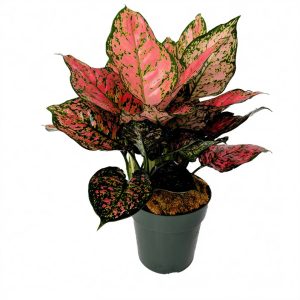 Aglaonema -Ruby