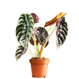 Alocasia -Red Secret (Elephant’s Ear)