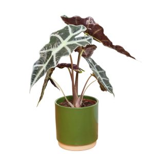 Alocasia Polly