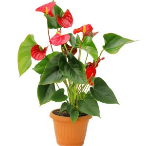 Anthurium Red