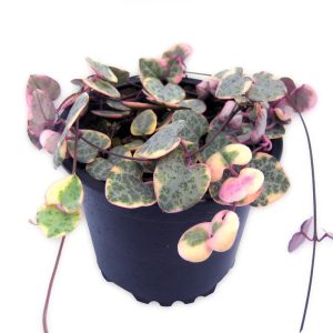 Ceropegia Woodii Variegated -String Of Hearts