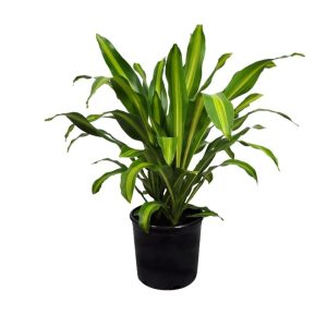 Dracaena Deremensis “Corn plant”