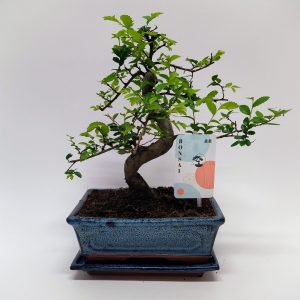 Bonsai S style 30 cm (BSF 15)