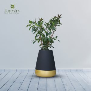 Royal Gold