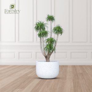 Majestic White