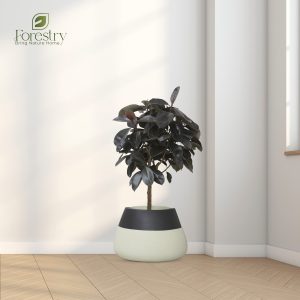 Onyx Splendor