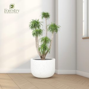 Majestic White