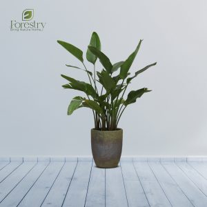 Shade Blotch